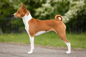 Basenji — Chestnut red and white coat
