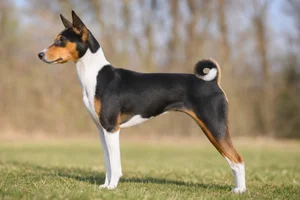 Basenji — tricolor coat