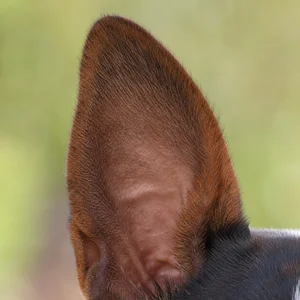 Basenji — ears