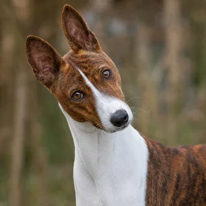 Basenji — alert