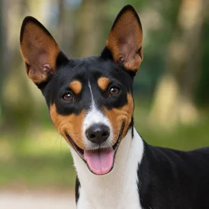 Basenji — happy