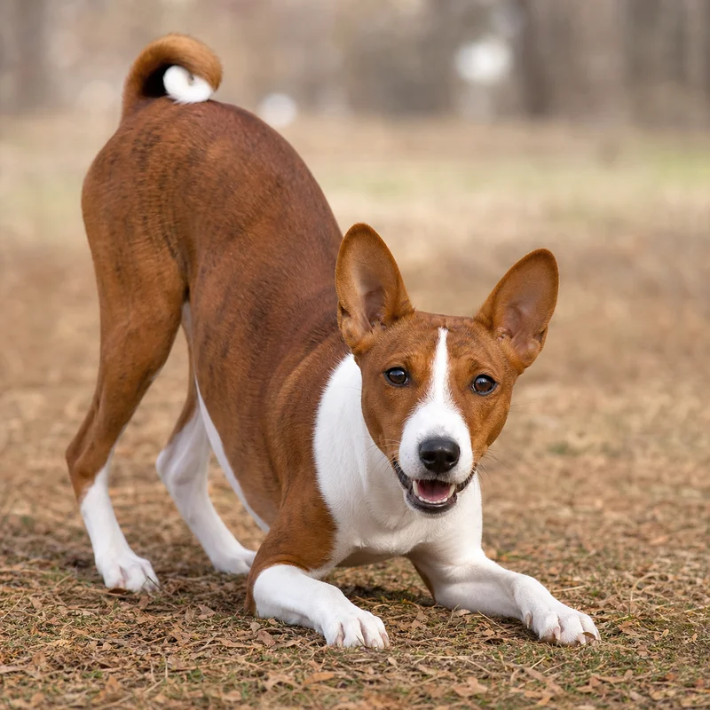 Basenji — playful