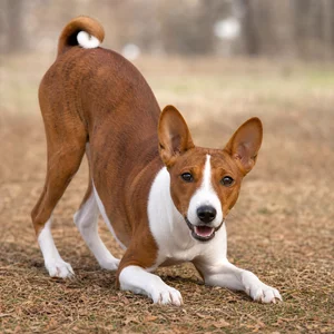 Basenji — playful