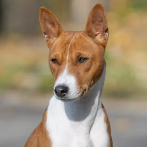 Basenji — relaxed