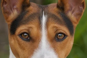 Basenji — eyes