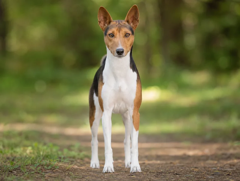 Basenji — front
