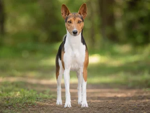 Basenji — front