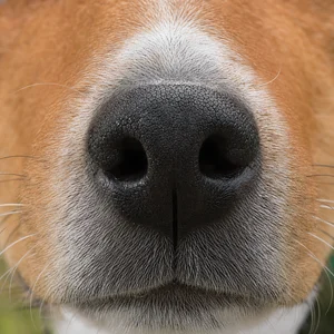 Basenji — nose