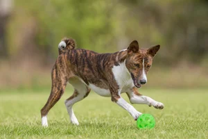 Basenji — playing