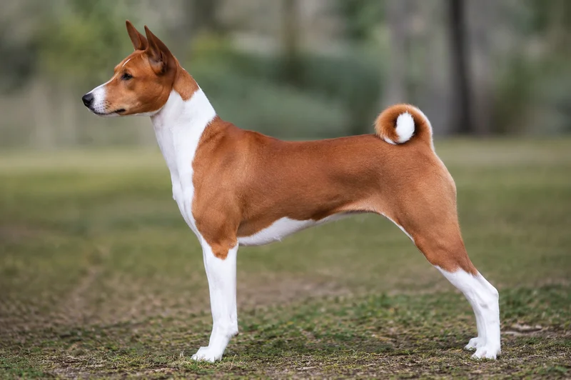Basenji — side