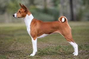 Basenji dog