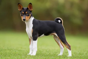 Basenji — puppy (~4 mo)