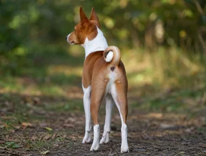 Basenji — rear