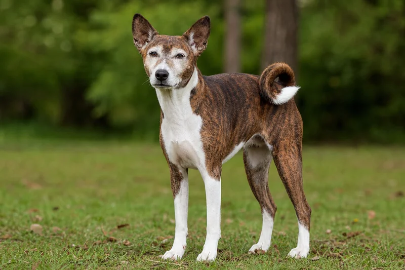 Basenji — senior