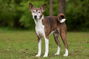 Basenji — senior