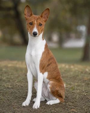 Basenji — sitting