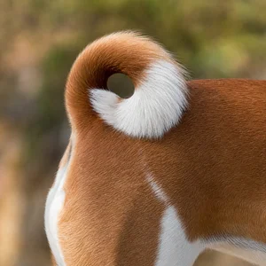 Basenji — tail