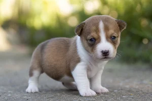 Basenji — young puppy (~1 mo)