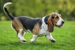 Basset Artesien Normand — running