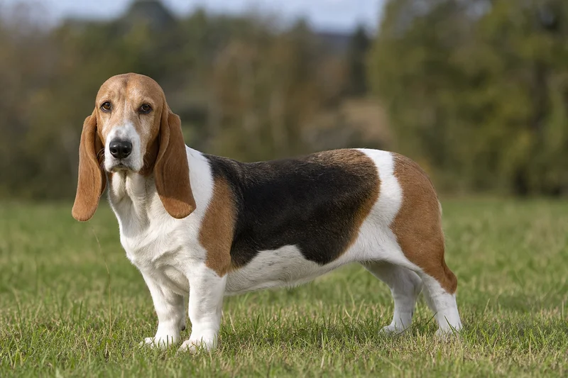 Basset Artesien Normand — adult