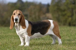 Basset Artesien Normand — adult
