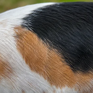 Basset Artesien Normand — coat texture