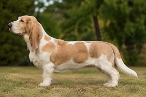 Basset Artesien Normand — fawn and white coat