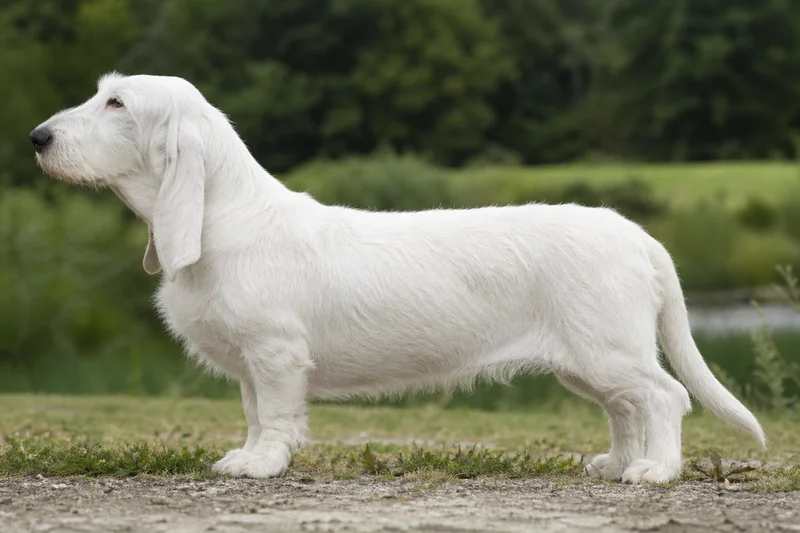 Basset Artesien Normand — white coat
