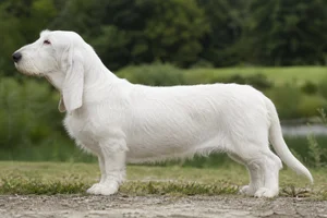 Basset Artesien Normand — white coat