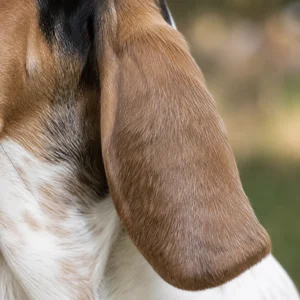 Basset Artesien Normand — ears