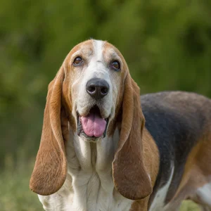 Basset Artesien Normand — happy