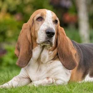 Basset Artesien Normand — relaxed