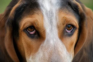 Basset Artesien Normand — eyes