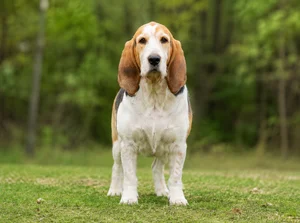 Basset Artesien Normand — front