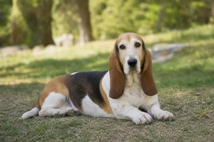 Basset Artesien Normand — lying down