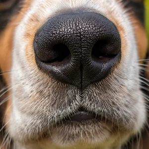 Basset Artesien Normand — nose