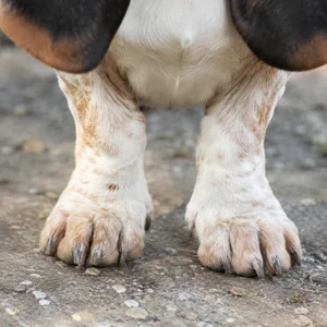 Basset Artesien Normand — paws