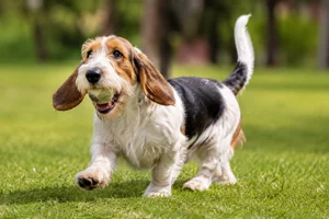 Basset Artesien Normand — playing