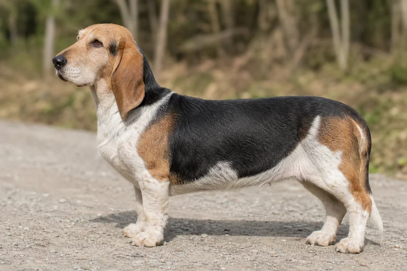 Basset Artesien Normand — side
