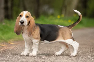 Basset Artesien Normand — puppy (~4 mo)