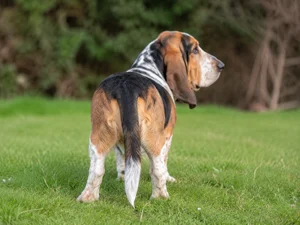 Basset Artesien Normand — rear