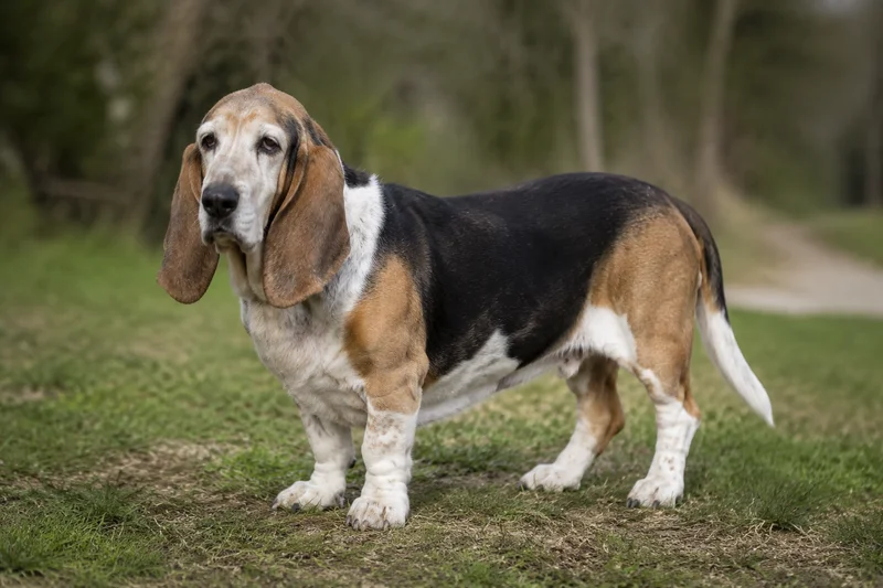 Basset Artesien Normand — senior