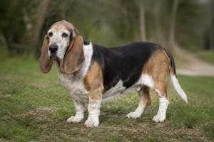 Basset Artesien Normand — senior