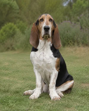 Basset Artesien Normand — sitting