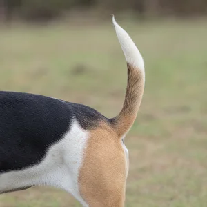 Basset Artesien Normand — tail