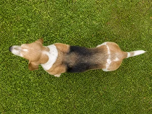 Basset Artesien Normand — top