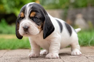 Basset Artesien Normand — young puppy (~1 mo)