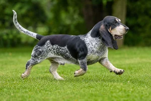 Basset Bleu de Gascogne — running