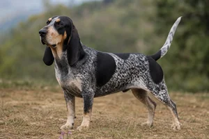 Basset Bleu de Gascogne — adult