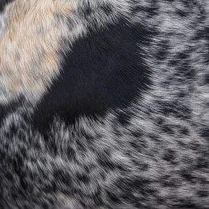 Basset Bleu de Gascogne — coat texture